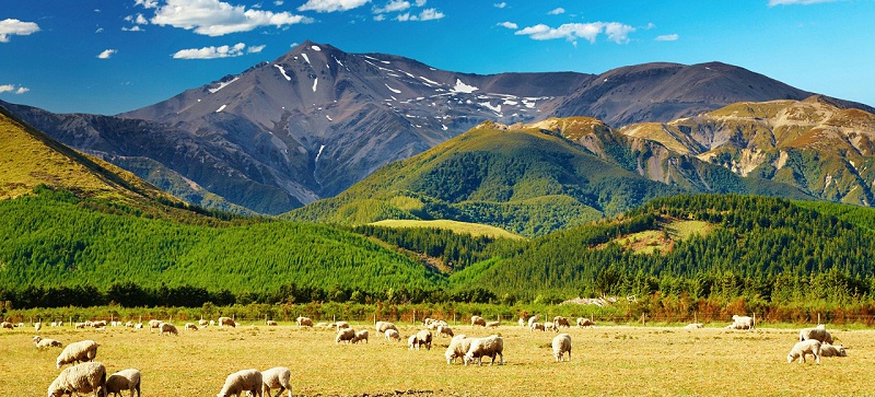 新西兰农牧业发达,具体可以考察哪些方面?