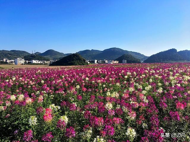 国庆到云南罗平来看花,七彩花田美如画_金鸡