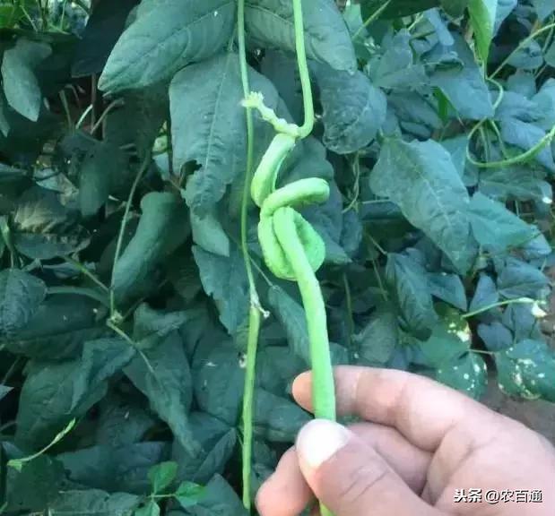 豆角怎么种植才能更有产量 6ac46272aa3141289d97eea61e5d0aa7.jpeg