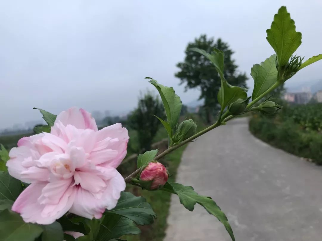 人这一生, 无非四杯茶