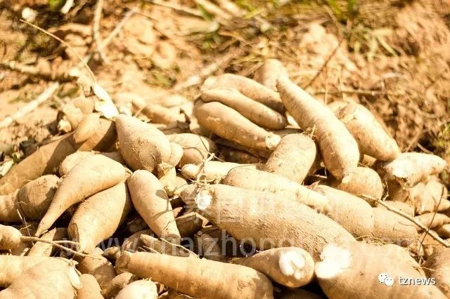 中泰签署价值百亿木薯贸易MOU协议