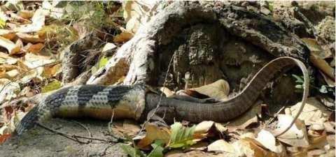 科莫多巨蜥被一蟒蛇活吞画面惊险刺激