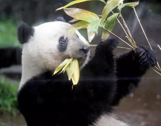 熊猫排队的视频 869c8e0addeb4ab3974dfed021357820.jpeg