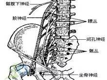 左大腿外侧疼痛怎么办