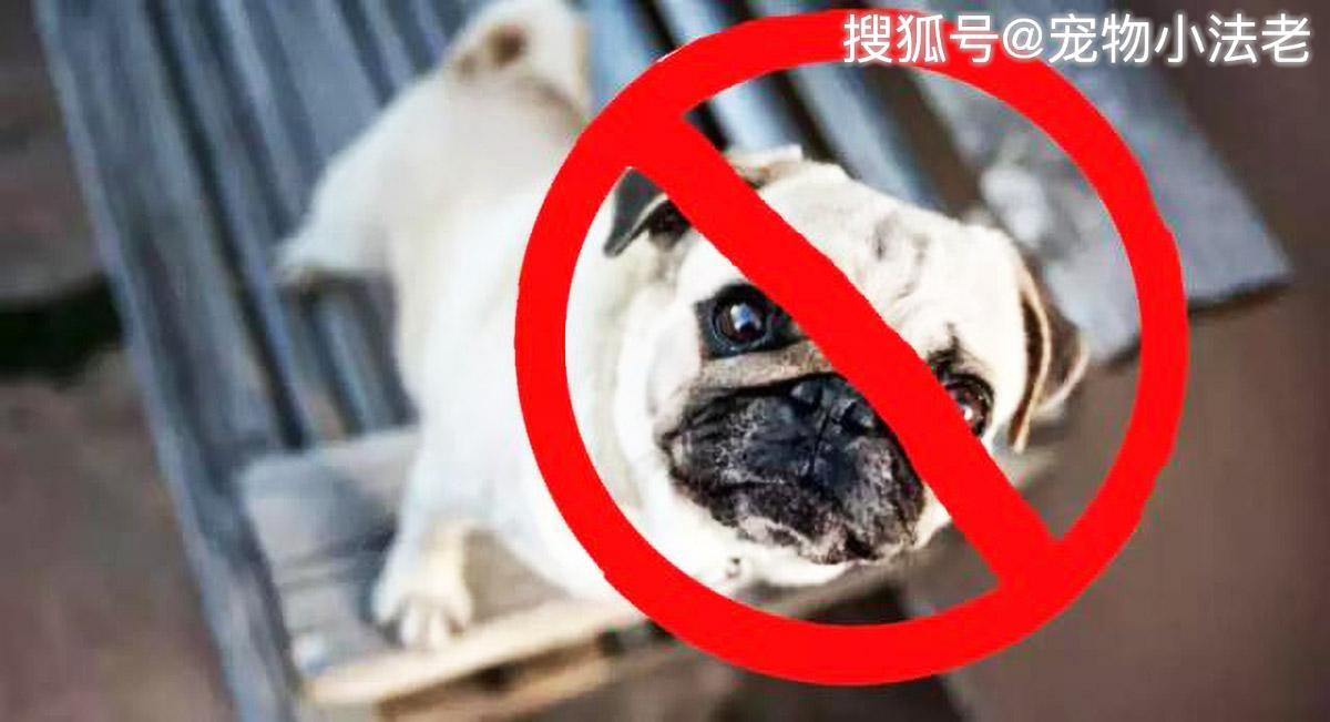 很多城市頻頻出現「禁犬令」，眾多鏟屎官談虎色變，這事你怎麼看 寵物 第4張