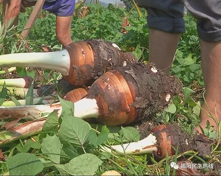 揭东玉湖东寮芋丰产又丰收,农民喜迎自己的节日