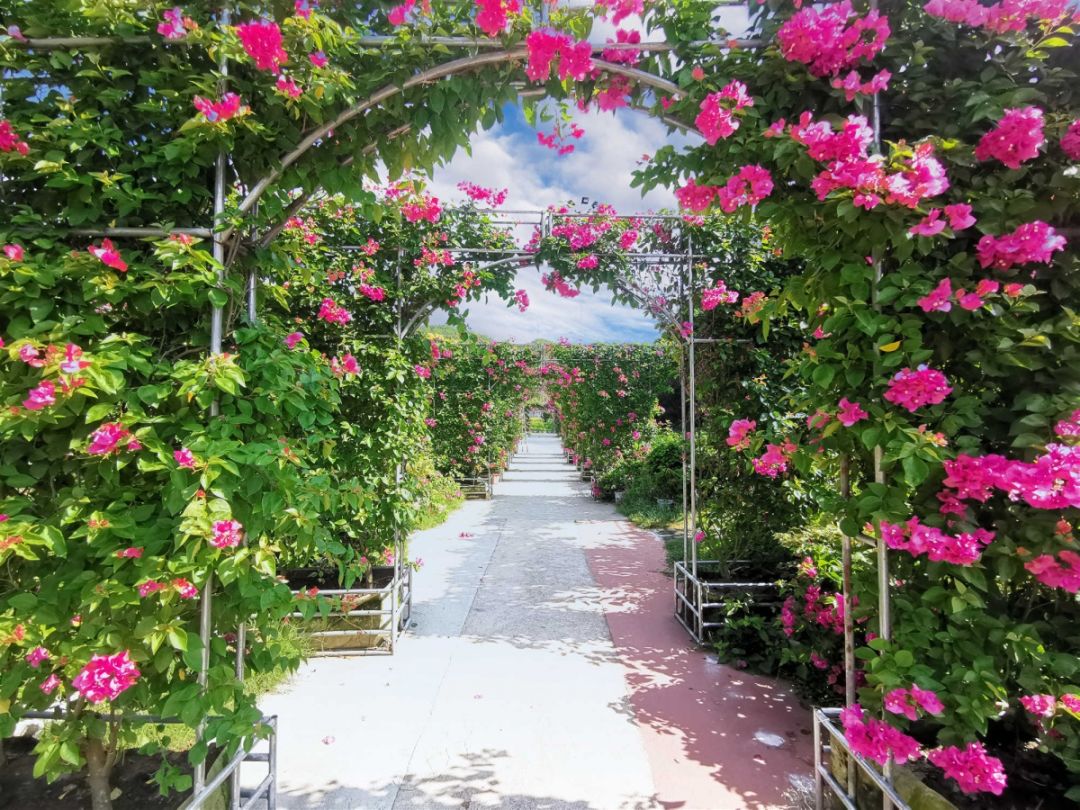 今年岳西人国庆打卡英山四季花海 ,邂逅国庆赏花度假圣地
