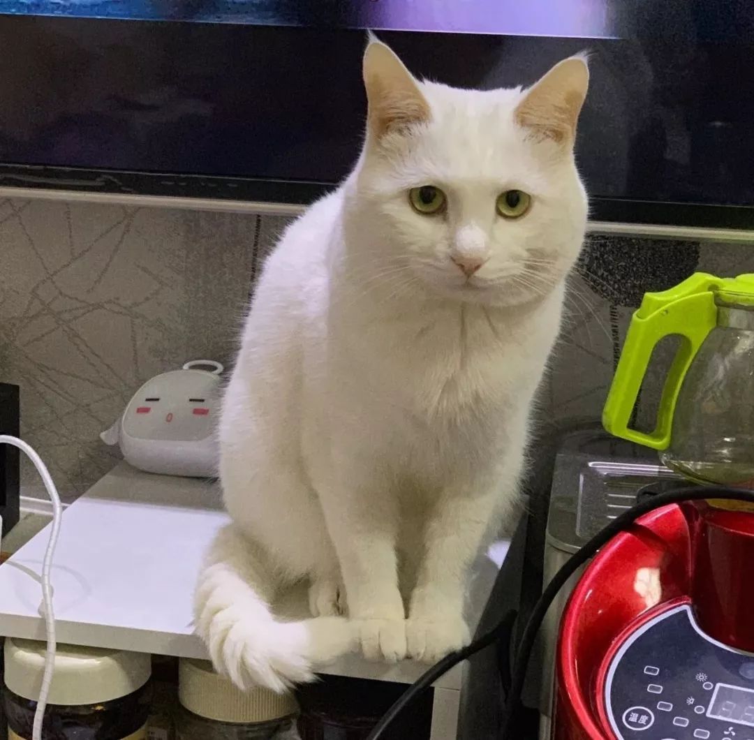 我想杀了我自己,但猫咪救了我