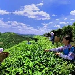 四川民族地区面积占 经济总量_四川地市州面积
