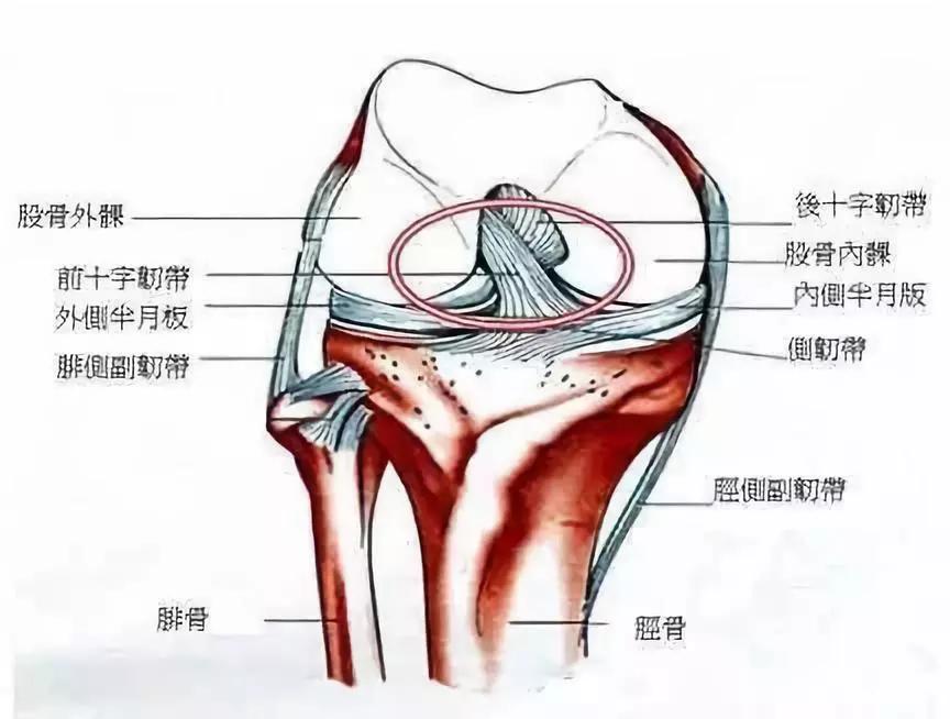到人类的正常生活，因此你也就知道，这种伤病会对运动员造成多大伤害。说到十字韧带撕裂，大家肯定都会想到