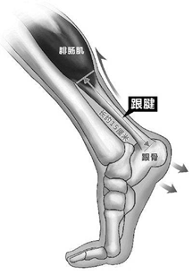 确保你能触及到 跟腱的基部,也就是下达脚跟的部位.