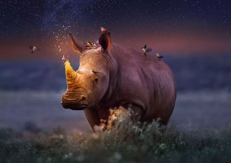 他用PS后期诠释了另一种动物世界!