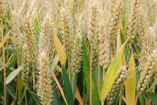 现在可以种小麦吗 b314512507264e9e8d3d070c036d529f.jpeg