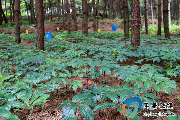 林下三七种植基地"绿水青山就是金山银山".