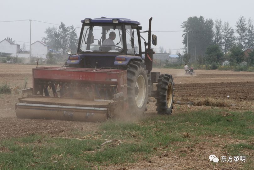 蒜头怎么种植全过程 bbf9060c29044c199dab7f1e290a81f7.jpeg