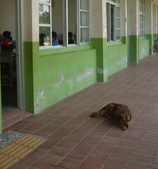 校犬上課期間突然大吼，老師出來一看…原來是有人違反校規！ 寵物 第1張