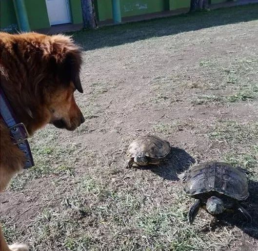 校犬上課期間突然大吼，老師出來一看…原來是有人違反校規！ 寵物 第18張