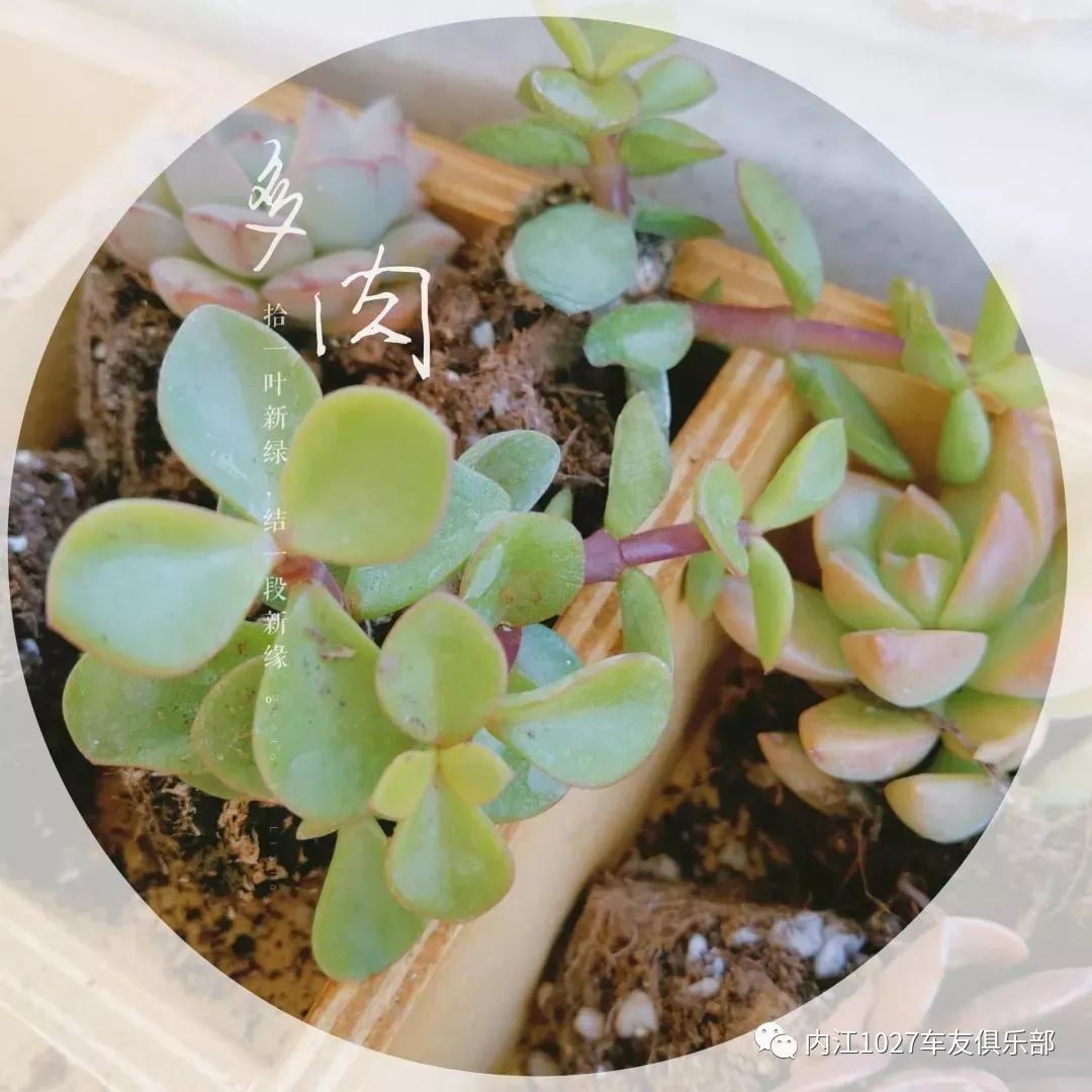 研学3\/8 | 探索神秘的多肉王国