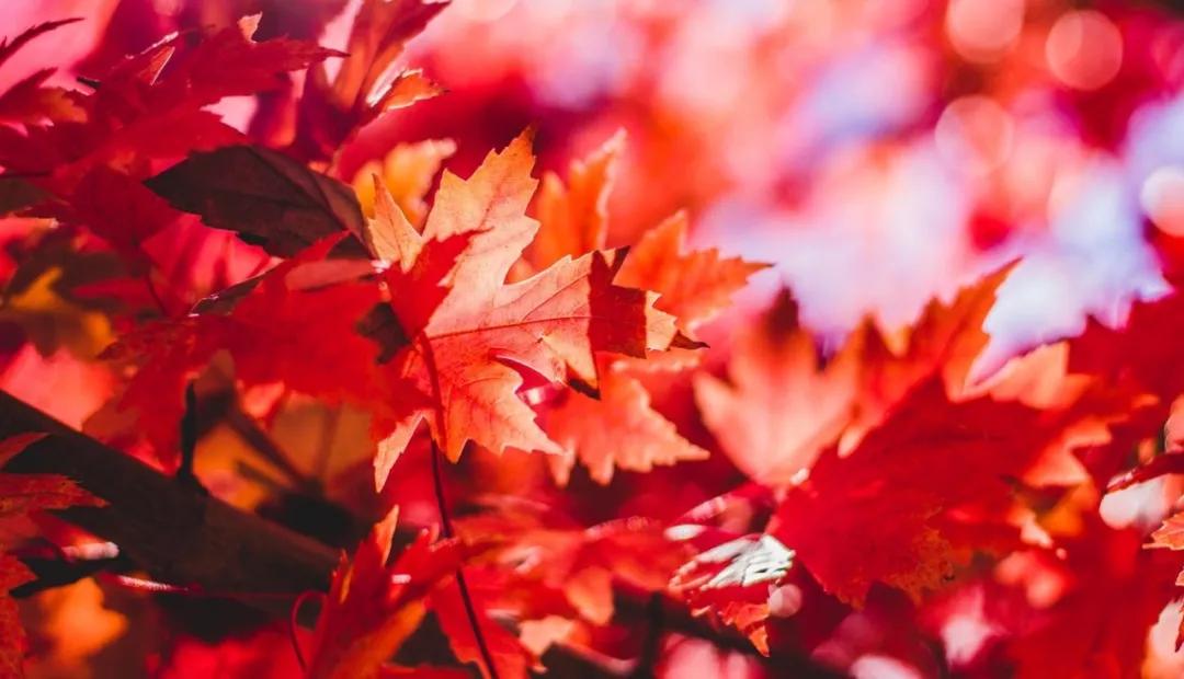 秋枫叶疯狂猜成语是什么成语_很多树叶和一个秋是什么成语 一个秋和很多落叶