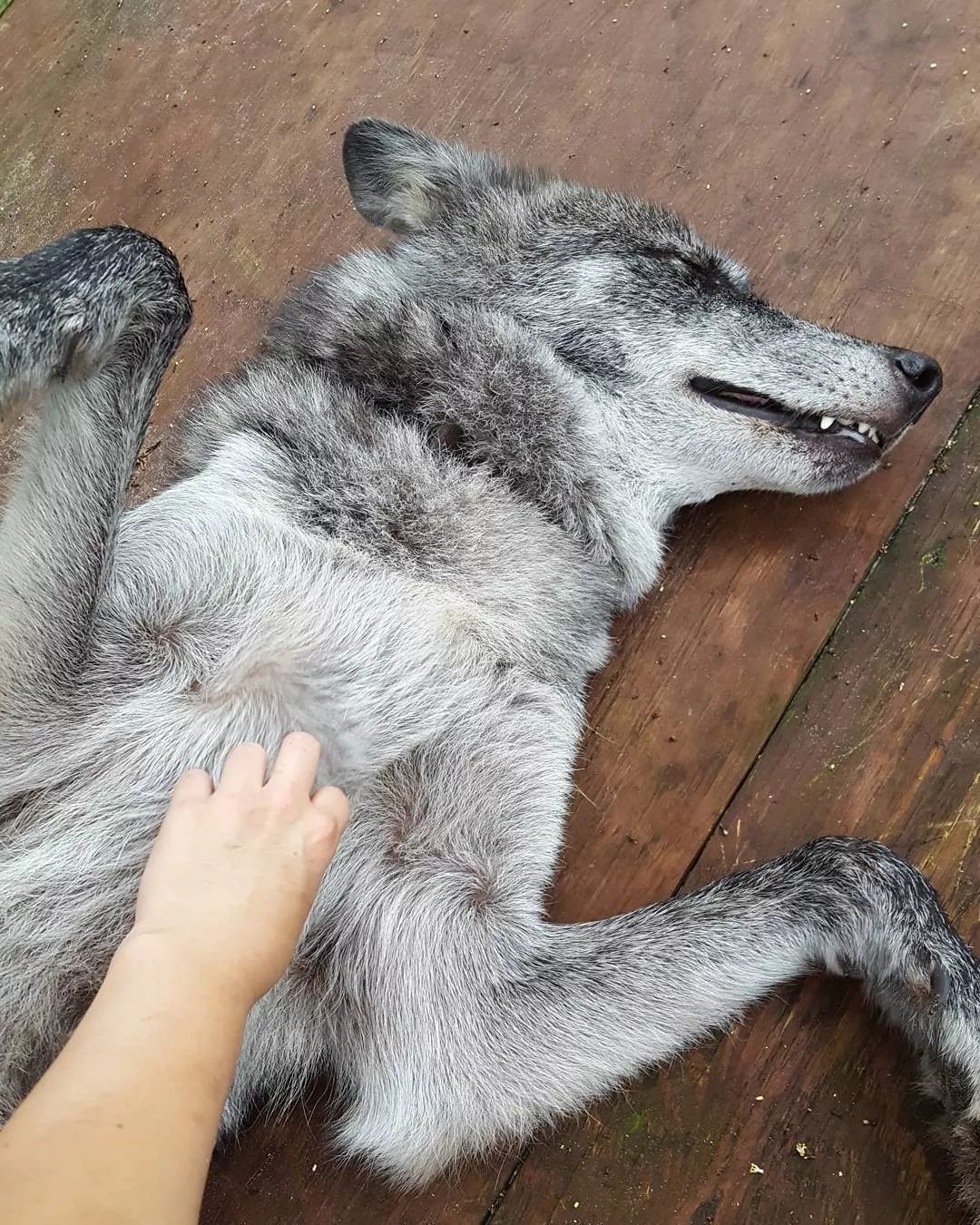 野狼因有二哈基因,被狼群驱逐了.以前我没得选