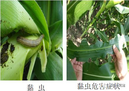 专家在线刘春艳玉米病虫害防治