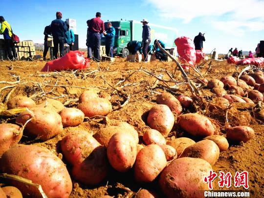 电商服务到地头内蒙古50万斤土豆“带着泥土”上餐桌