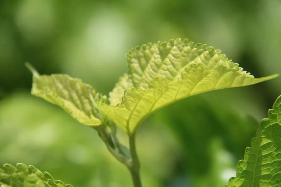 桑叶泡水喝的功效能降血糖吗 d91389023f1448eba00d4b63c7cd6f13.jpeg