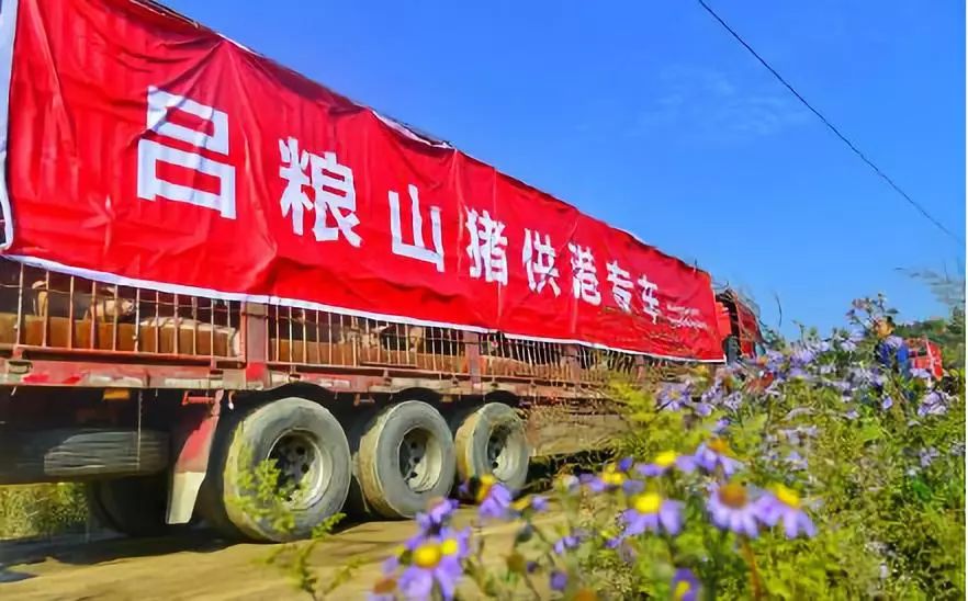 海关检疫,来至内地的山西省首家直供港澳品牌生猪"吕粮山猪"21日抵港
