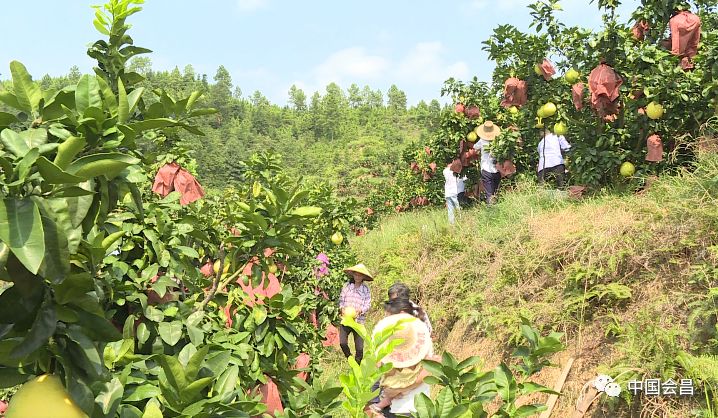 会昌县中村乡丰收时节 柚 惑你 汪伟成