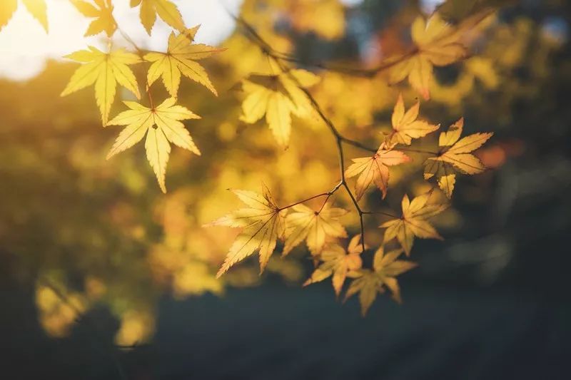 但我们离秋天(11月入秋)还远着呢