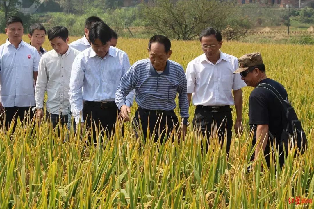 焦点|袁隆平公布新梦想：超级稻攻关“亩产1200公斤”世界纪录！