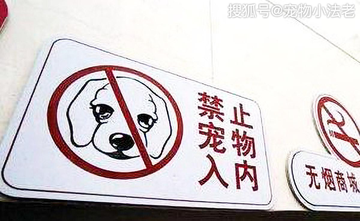 很多城市頻頻出現「禁犬令」，眾多鏟屎官談虎色變，這事你怎麼看 寵物 第3張