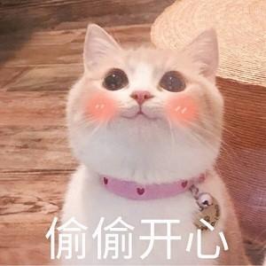 猫咪撩老公表情包合集好困困要老公亲亲才起来