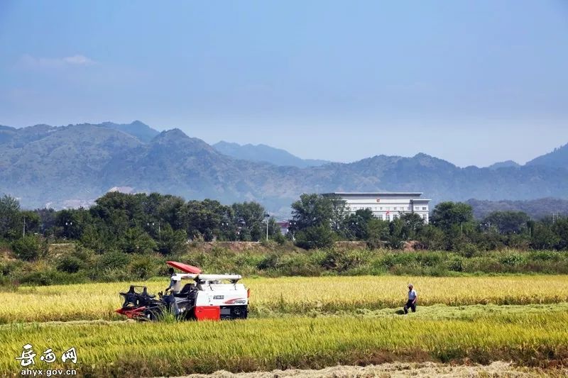 金秋丰盈硕果飘香冶溪大地处处收获丰收喜悦