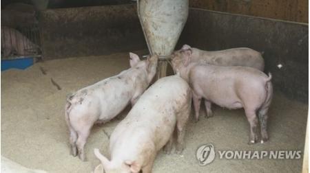 防治非洲猪瘟关键在哪〖日本一县发生猪瘟疫情!超5万头猪将被扑杀〗