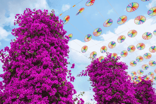 【游在玉林】五彩田园·三角梅园的鸵鸟,你们都去看了