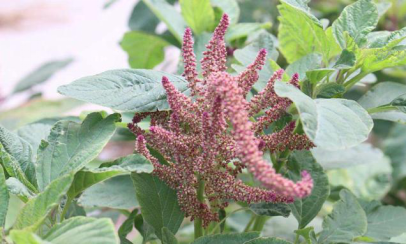 期追磷钾肥可提升籽粒苋种子产量。开花初期收割，留荐30cm，35天割一次。