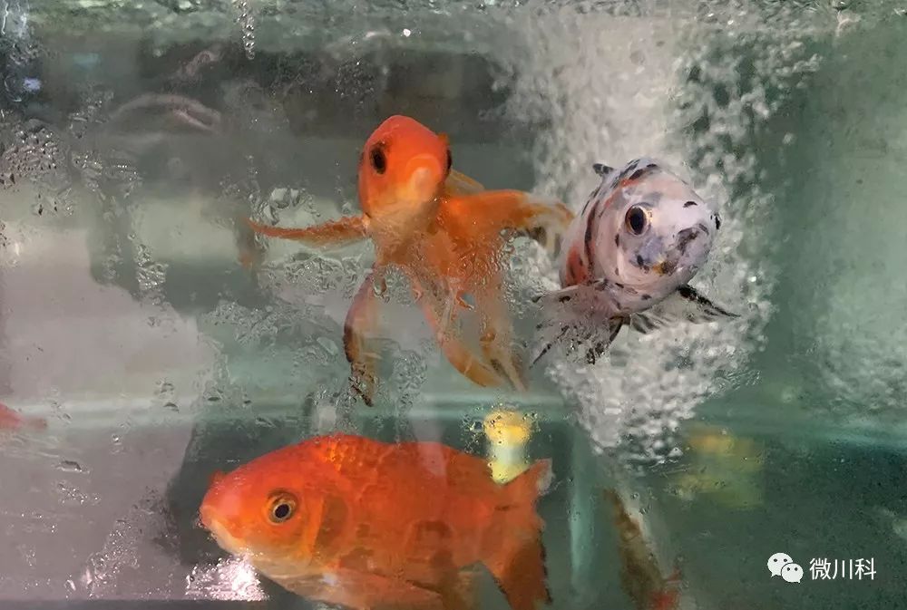 哪种金鱼比较好看 1cb8ee7bd70547b29911800b6cd7256c.jpeg