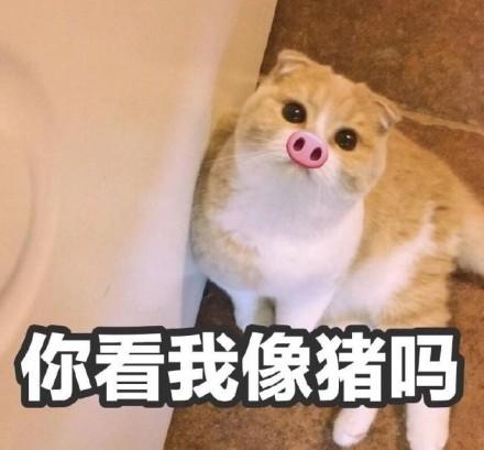 猫咪表情包合集你看我像猪吗