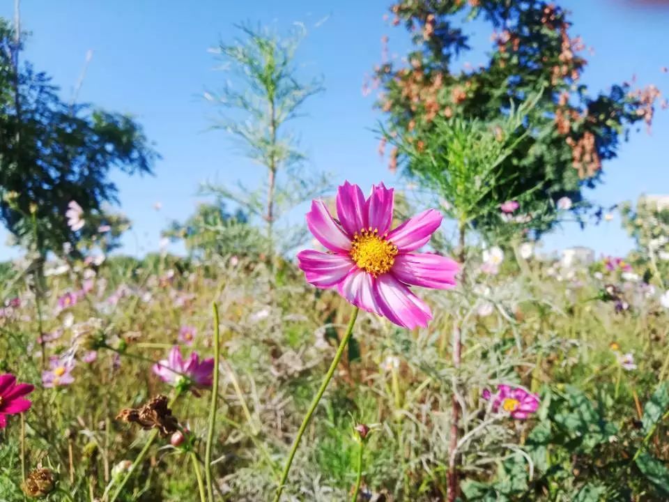 秋分夏末秋凉里一点温热