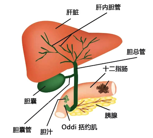 胆胀气怎么办