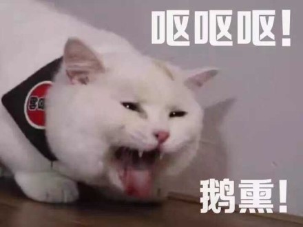 一组萌萌哒小猫咪表情包