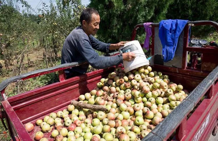 结果特别多密密麻麻长不大果农经必博体育常两毛钱一斤当贱果卖(图1)