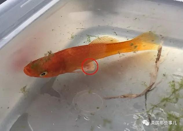梦境迷踪，昨晚梦见炸金鱼的深层解析