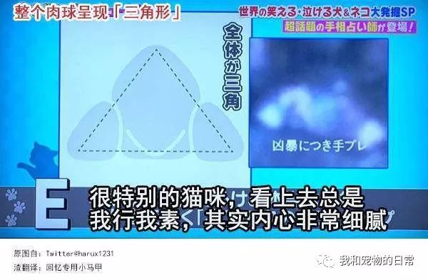 根據貓咪爪爪肉球形狀，推斷貓貓性格的方法，超準…… 寵物 第8張