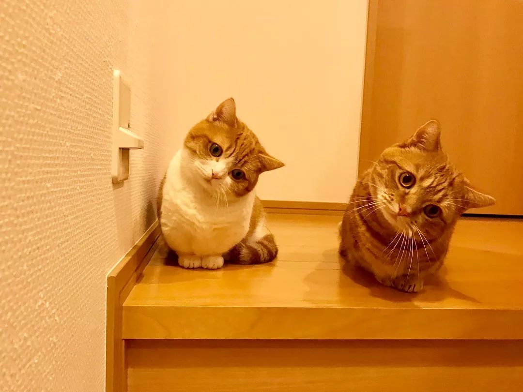 日本歪头猫 38f09f4d25a0418bb20d4a70fbb423ac.jpeg