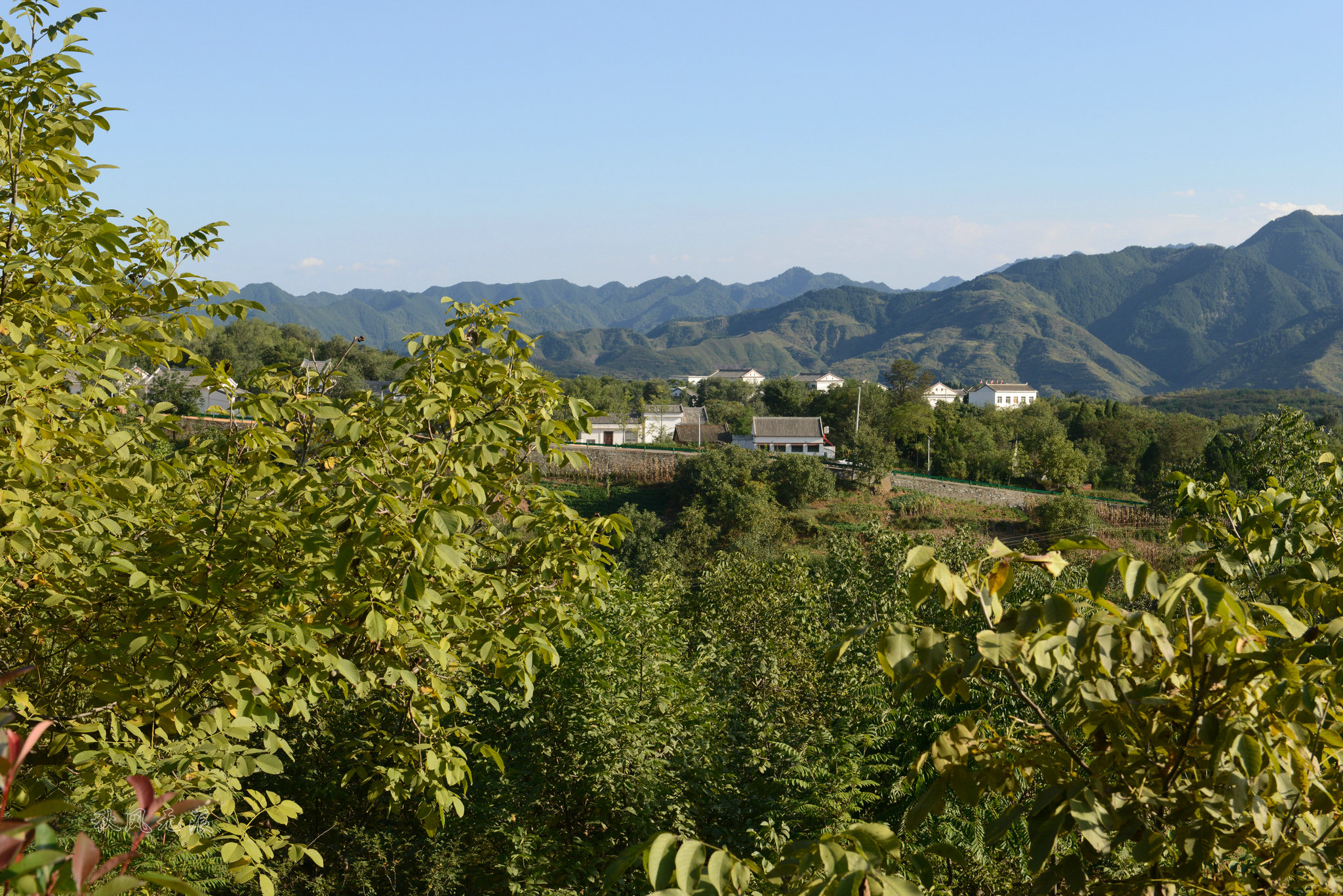 来到位于位于棣花镇许家塬村的丹凤县核桃主题公园,聆听核桃创业人的