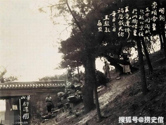 光绪年北京景山崇祯帝上吊真歪脖树,1971年被