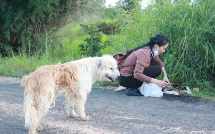 狗狗在公路邊苦等主人四年，終於等到的那天，它卻不跟主人走了…… 寵物 第3張