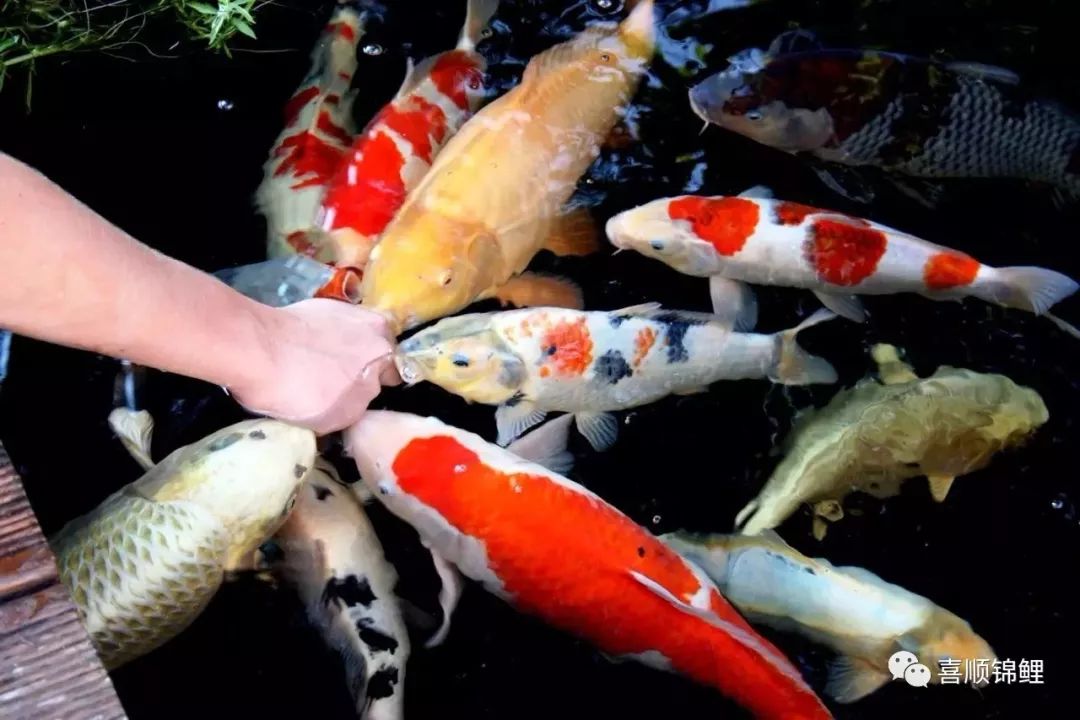 孕妇梦境中的鱼，寓意与解析的深度探索——孕妇做梦梦见鱼是好梦吗？
